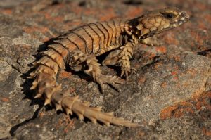 where can i get an armadillo lizard where can i get an armadillo lizard