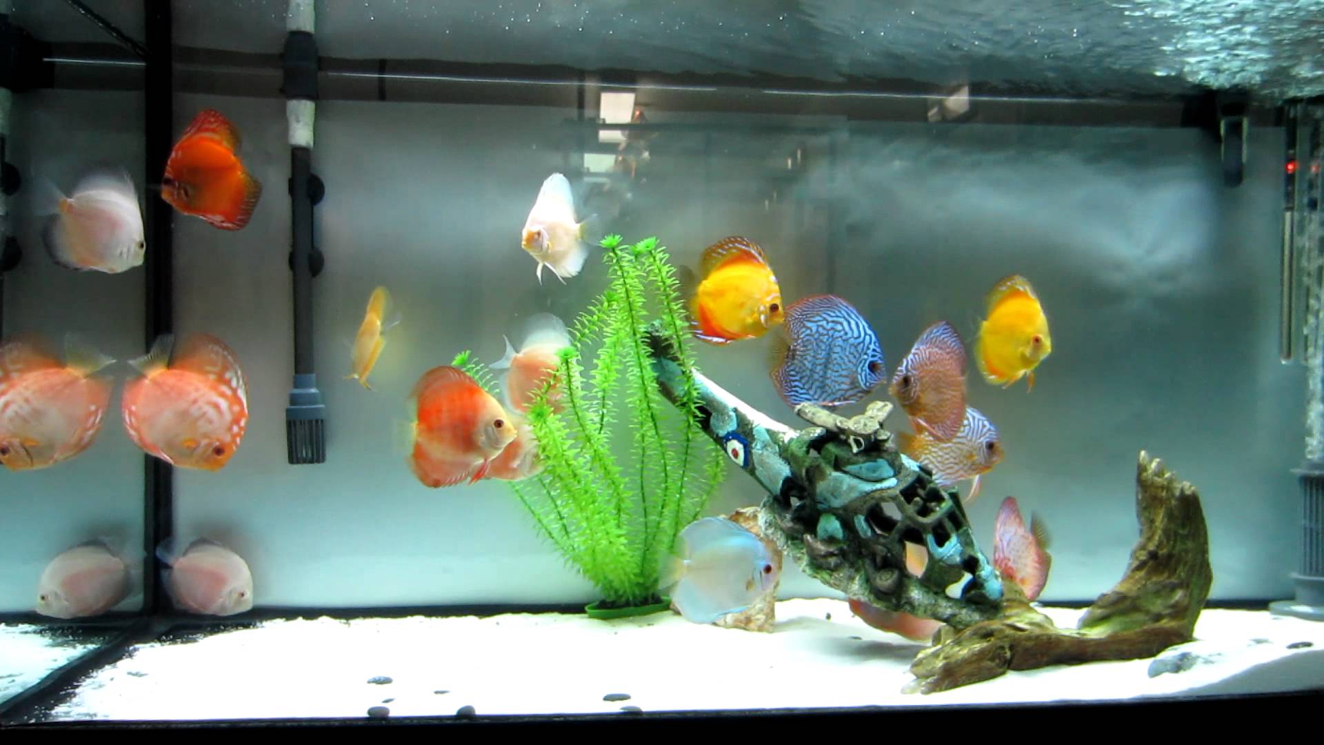 Discus Fish – Aquarium Life – Bin3aiah World!