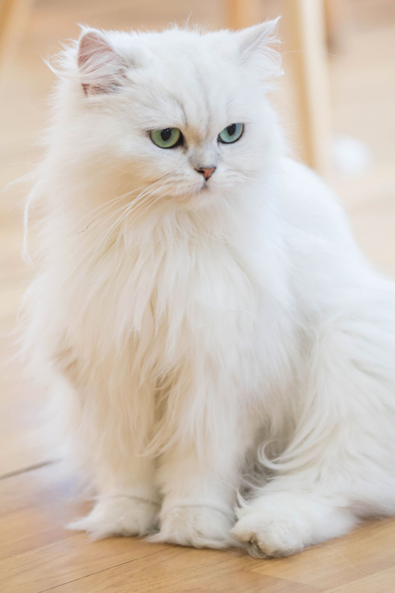 Persian White Cat Bin3aiah World!