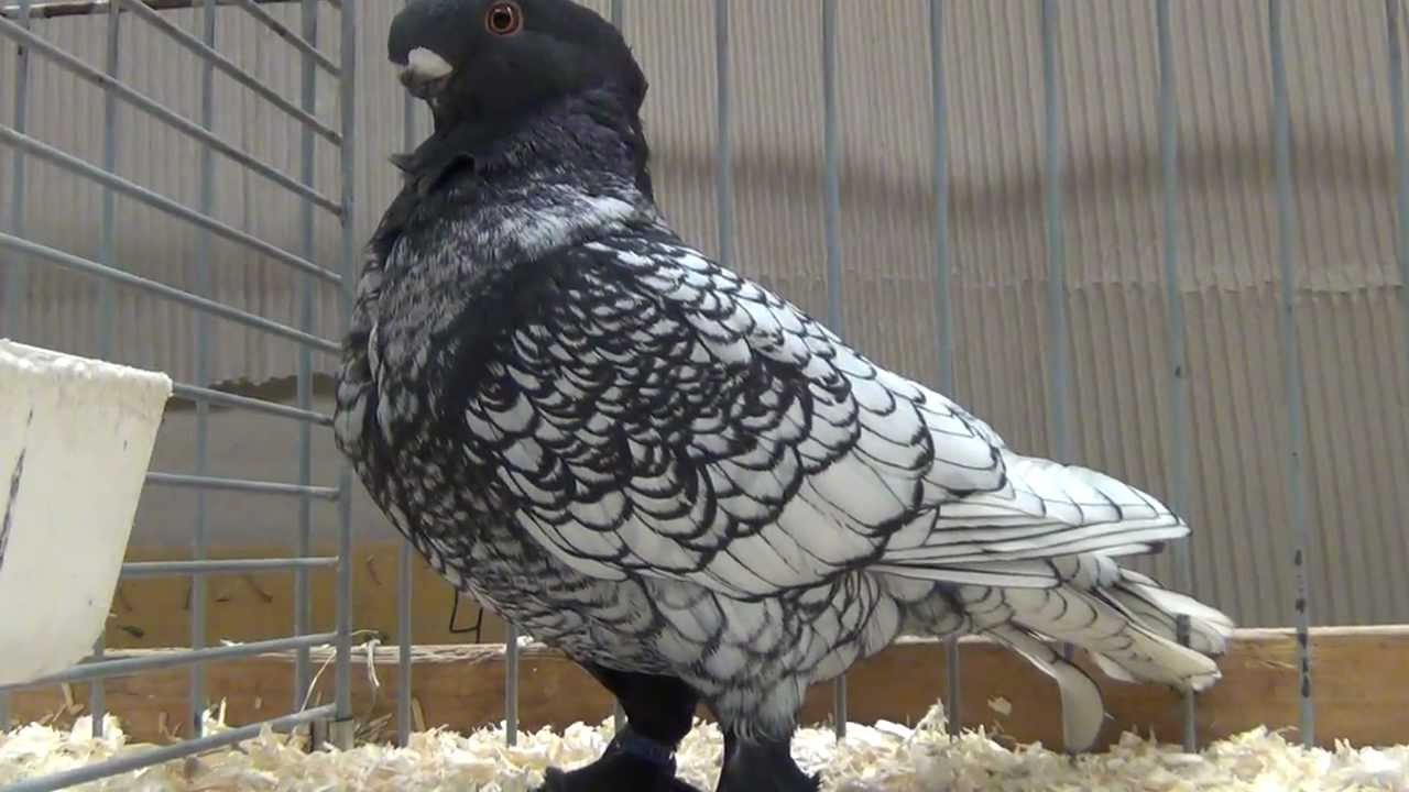 The Oriental Frill is a breed of fancy pigeon developed over many years of....