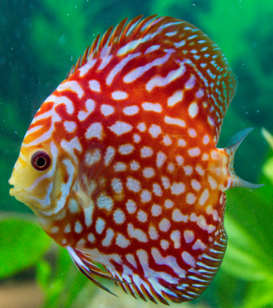Discus Fish - Aquarium Life - Bin3aiah World!