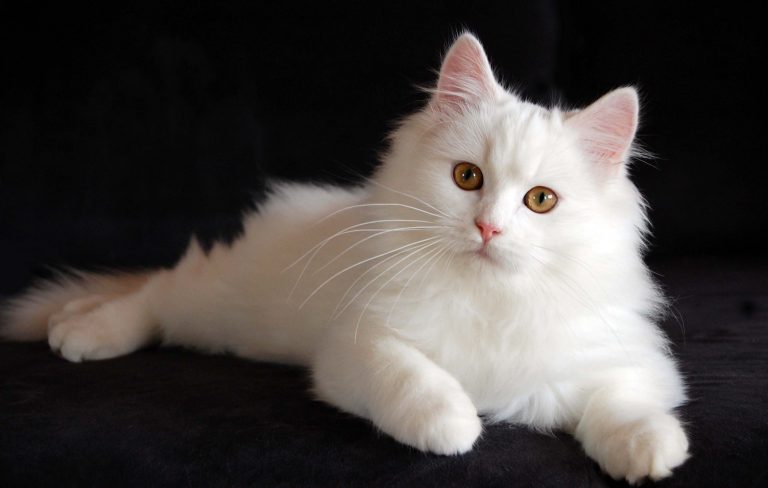 Persian White Cat - Bin3aiah World!